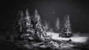 在繁星點點的夜空下，冬季森林中積雪的松樹。 — 冬季風景 壁紙