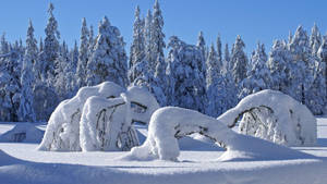 在清澈的藍天下，冬日森林中被雪覆蓋的樹木。 — 冬季風景 壁紙