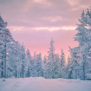粉紅暮色天空下，白雪覆蓋的松樹在寧靜的冬日森林中。 — 日落 壁紙