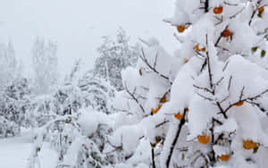 白雪覆蓋的樹枝上掛著鮮亮的橙色果實的冬日景象。 — 2880x1800 壁紙