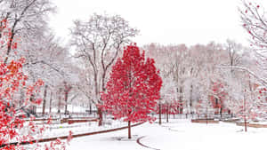 白雪覆蓋的公園，有引人注目的紅樹和蜿蜒小徑。 — 冬季風景 壁紙