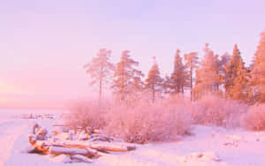 粉紅色天空下，白雪覆蓋的樹木和圓木的冬日霜景 — 粉紅色 壁紙