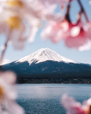 透過櫻花觀賞富士山，前景是湖泊。 — 富士山 壁紙