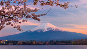 櫻花在平靜的湖面上環繞著日落時的富士山。 — 日式 壁紙