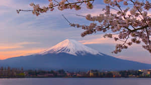 櫻花在平靜的湖面上映襯著日落時的富士山。 — 日本 壁紙