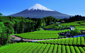 藍天下，一排排綠色茶田後方的白雪覆蓋富士山 — 茶園 壁紙
