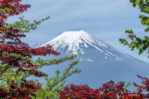 藍天下，紅綠楓葉襯托著白雪覆蓋的富士山 — 富士山 壁紙