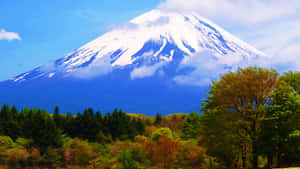 白雪覆蓋的富士山在明亮的藍天下，高聳於色彩繽紛的秋樹之上。 — 花園 壁紙