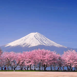 白雪覆蓋的富士山在晴朗的藍天下，被盛開的櫻花樹環繞。 — 茶園 壁紙