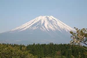 透過盛開的櫻花樹和綠色森林看到的積雪富士山。 — 富士山 壁紙