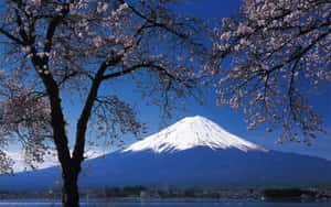 櫻花框住白雪覆蓋的富士山頂和下方平靜的湖泊。 — 日式 壁紙