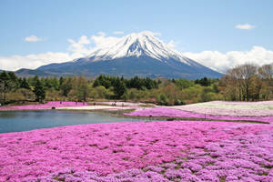 以富士山和湖泊為背景的粉紅色花田 — 粉色花朵 壁紙