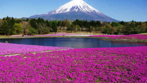 湖邊盛開的粉紅色花田，背景是富士山。 — 富士山 壁紙