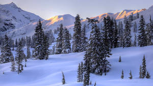 白雪覆蓋的山脈和常青樹沐浴在日出光芒中。 — 冬季風景 壁紙