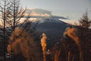 日落時分，透過金色蘆葦看到的白雪覆蓋的山峰。 — 富士山 壁紙