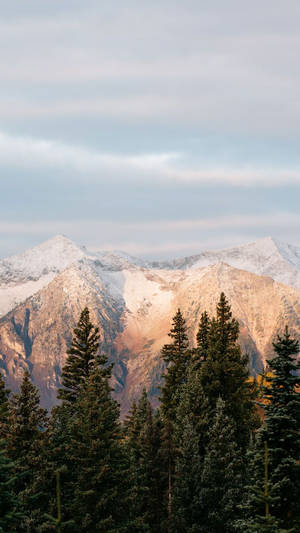 透過常綠樹看到的夕陽下白雪覆蓋的山脈 — 山脈 壁紙