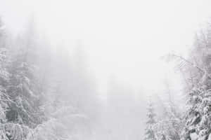 被濃厚冬霧籠罩的積雪樹木。 — 寒冷 壁紙
