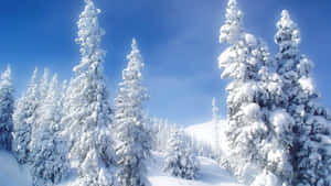 晴朗藍天下，明亮的冬季森林中白雪覆蓋的松樹。 — 冬季美學 壁紙