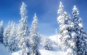 晴朗藍天下，明亮冬日森林中白雪覆蓋的松樹。 — 冬季風景 壁紙