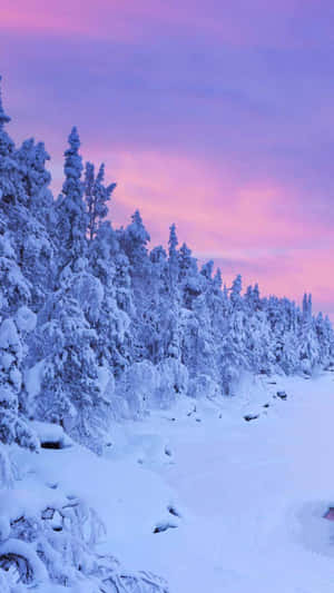 粉紅和紫色暮色天空下白雪覆蓋的樹木 — 冬季風景 壁紙