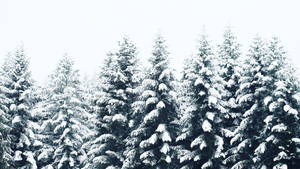 寂靜冬日森林中，白雪覆蓋的松樹在晴朗天空下。 — 冬季風景 壁紙