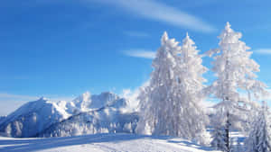 晴朗藍天下的雪樹和雪山 — 冬季風景 壁紙