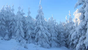 在晴朗的藍天下，寧靜的冬季森林中白雪覆蓋的松樹。 — 冬季風景 壁紙