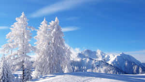 晴朗藍天下的雪白常綠樹與山峰。 — 冬季風景 壁紙