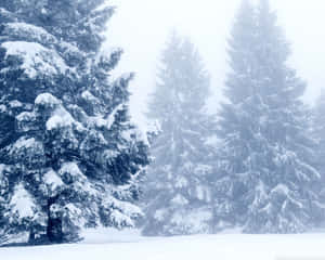在迷濛背景的寂靜冬日森林中，白雪覆蓋的松樹。 — 冬季風景 壁紙