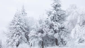 灰色天空下寧靜冬日森林中的白雪覆蓋常綠樹。 — 酷寒冬季 壁紙