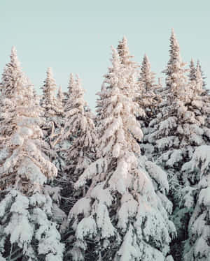 淡藍色天空下，寂靜冬日森林中白雪覆蓋的松樹。 — 冬季風景 壁紙