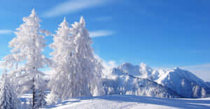 在清澈藍天下，高聳樹木和山峰的雪景森林。 — 酷寒冬季 壁紙