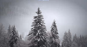 霧氣瀰漫的冬日森林中白雪覆蓋的松樹。 — 冬季風景 壁紙