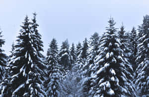 蒼白天空下，寂靜冬日森林中積雪的松樹。 — 冬季風景 壁紙