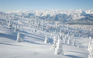 在清澈藍天下，白雪覆蓋的山景與常綠樹。 — 冬季風景 壁紙