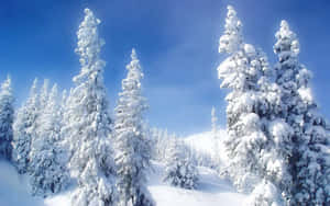 晴朗藍天下，明亮冬日森林中白雪覆蓋的松樹。 — 藍天 壁紙