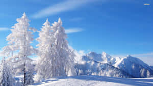 白雪覆蓋的森林，樹木和山峰上結滿霜，在清澈的藍天下。 — 冬季風景 壁紙