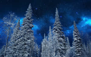 在閃爍藍色星雲的星空夜空下的雪松。 — 冬季風景 壁紙
