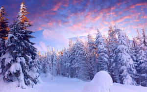 日落時分的雪松林，背景有山脈 — 冬季風景 壁紙