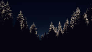 白雪覆蓋的松樹在黑暗的冬夜天空中呈現剪影。 — 夜空 壁紙