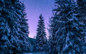 白雪覆蓋的松樹下，星光閃爍的紫色夜空。 — 冬季風景 壁紙