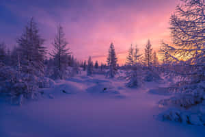 黃昏時分的雪松林，天空呈現紫色和粉紅色。 — 酷寒冬季 壁紙