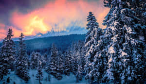 日落時分的雪松林，天空呈現鮮豔的橙色和紫色。 — 山景 壁紙