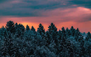 在充滿活力的暮色天空下，帶有橙色和藍色雲彩的雪松林。 — 冬季風景 壁紙
