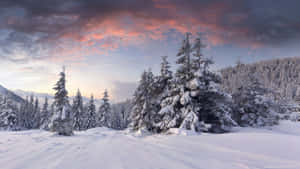 冬季森林中日落時分的雪松，帶有粉紅色和紫色的雲彩。 — 冬季風景 壁紙