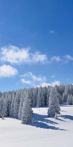 在晴朗藍天和蓬鬆白雲下的雪松林。 — 冬季美學 壁紙