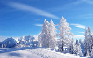 蔚藍天空下的雪松和雪山 — 冬季風景 壁紙