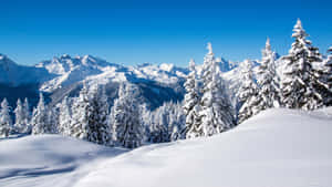 白雪覆蓋的松樹和山脈，在晴朗的藍天下 — 冬季桌面 壁紙
