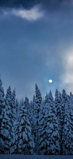 月光照耀的冬日天空下，白雪覆蓋的松樹。 — 自然 iPhone 壁紙