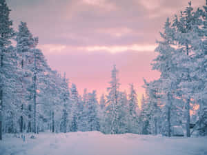 暮色中白雪覆蓋的松林，粉紅與藍色天空 — 冬季風景 壁紙